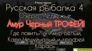 РР4. Озеро Медвежье. Где ловить ТРОФЕЙ Амур Черный + Амур Белый, Карп Чешуйчатый и трофей карась.