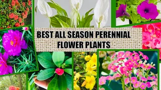 18 Flowers that bloom All year Round / Perennial Plants