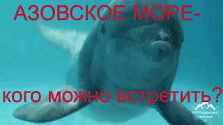 Факты об Азовском море ! Азовское море - кого мы встретили? Sea Of Azov