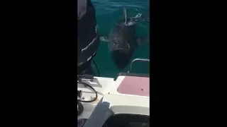 Gripping Encounter with a Mature Great White Shark in the Spencer Gulf of South Australia (2019)