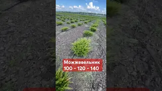 Можжевельник в самом расцвете сил. Предпродажа!