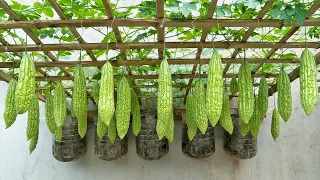 The idea of ​​​​recycling wall-mounted plastic bottles to grow bitter melon, easily without a garden