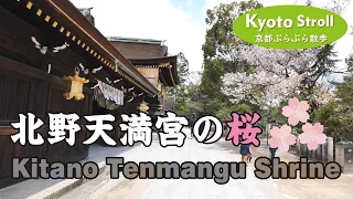 Kyoto Japan 【4K】北野天満宮の桜 Kitano Tenmangu Shrine Cherry blossoms