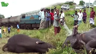 Humanity! Helping an injured Elephant before help arrives