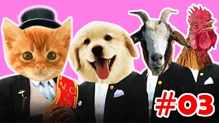 FUNNY ANIMALS & PETS - Cat, kitten , Dog  ,Goat , Rooster  - MEME COFFIN DANCE (COVER )Part 3