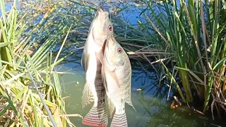 صيد بلطي الغله بالجوز . Fishing with acorns