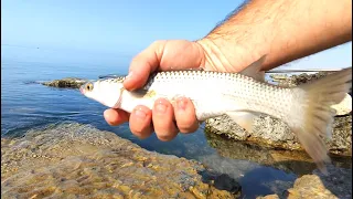 И снова море. Сравниваю разную прикормку для ловли пеленгаса. 01 08 2021