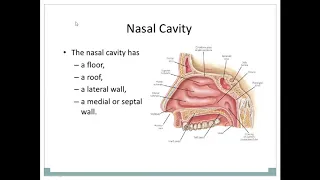Anatomy of the Nasal cavity Part 1