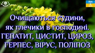 Очищаються судини, як глечики в господині. ГЕПАТИТ, ЦИСТИ, ЦИРОЗ, ГЕРПЕС, ВІРУС, ПОЛІПОЗ