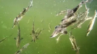 Lake Sturgeon Restoration Effort