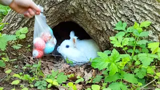 Пасхальный кролик😊🐰🖐❤ Кролик Хома убирается в домике после зимы, а потом раздаëт праздничные яички