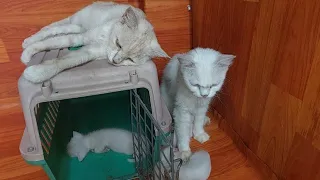 Mother Cat Feeling Alone Not Interacting With Her Adopted Kittens