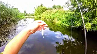 Рибалка 🎣 Ловля на Кузнечика Речке Ирпень. #Голавель #РекаИрпень.