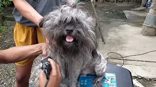 grooming a matted dog