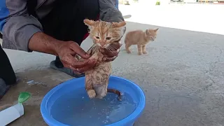 First Baths for Rescue Kittens / Kitten Meowing First Baths / Bathing Kittens for the First Time