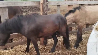 Пони знакомится с жеребцом