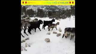 maşallah berekallah ısparta sav kıl keçisi