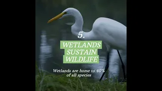 6 Reasons why restoring wetlands is vital for our future