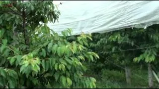 Comparing cherry development with no protection, under a rain shelter and a retractable roof at MSU