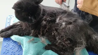 Elderly Tiggy Cat Being Groomed And Clipped