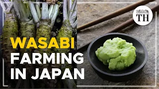 All about Japan's 'green gold'