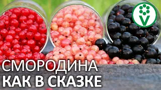 СМОРОДИНА ДАСТ НЕВЕРОЯТНЫЙ УРОЖАЙ. Важный уход за смородиной после сбора урожая