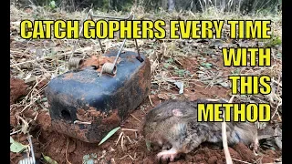 How to Catch Gophers Every Time #gopher #gophertrap