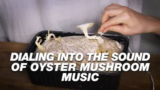 Mushroom Music Experiment 004