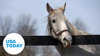 Meet Silver Charm, a 30-year-old Kentucky Derby-winning horse | USA TODAY