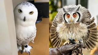 OWL BIRDS🦉- A Funny Owls And Cute Owls Videos Compilation (2021) #008 | Funny Pets Life