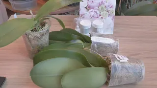 Опять 😄 Приехали новые орхидеи и полезности к ним / Отличный метод выращивания. Присмотритесь.