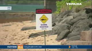 Акула вбила туриста на Гаваях