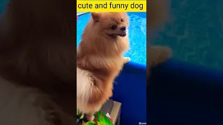 tik tok chó phốc sóc mini 😍 funny and cute pomeranian video/pomeranian dog #DOGS #pomeranian #393