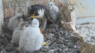 Osaka Peregrine Falcons/2024-04-29/ 3rd feeding