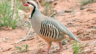 Chukar partridge (Alectoris chukar) | snow | natural environment | feeding | foraging