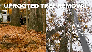 Removing an Uprooted Tree using Advanced Rigging Systems