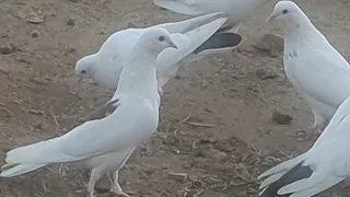 Анонс! Бакинские голуби в гостях у Самира(Астраханского) в Баку!