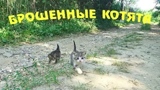 Спасение котят. Часть 1