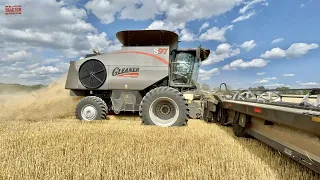 CENTENNIAL Gleaner S97 Combine Harvesting Wheat