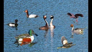 Birds of Ria Formosa Natural Park, Algarve, Portugal