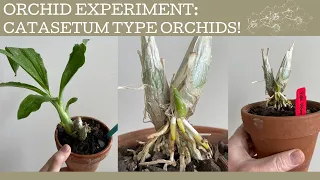 Orchid experiment: trying to grow the Catasetum types Fredclarkeara & Clowesetum!