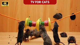 Cat TV Mice Hide and Seek | Engaging in Playful Hide-and-Seek Activities | 8-hour Ultra HD