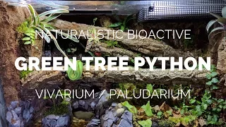 Building a Naturalistic Bioactive Green Tree Python Vivarium / Paludarium