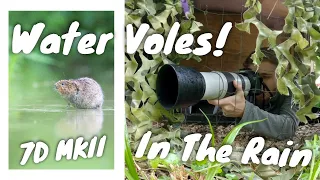 WATER VOLES in the RAIN || Wildlife Photography with the CANON 7D MKII & 100-400mm Lens