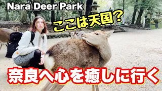 外国人が早朝奈良公園に行った結果。感動で涙が出そう。【一人女子旅】外国人の反応