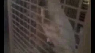A Bad Penny - Moluccan Cockatoo