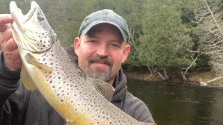 Catch, clean, and cook 21” smoked brown trout dip.