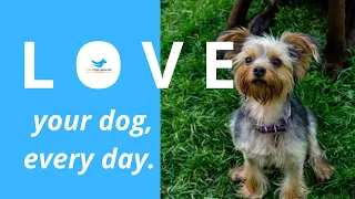 LOVE YOUR DOG, EVERY DAY | CONCEPTS IN DOG BEHAVIOUR AND DOG TRAINING