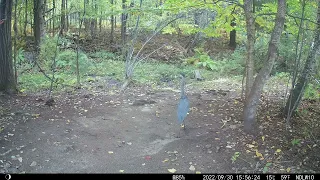 Blue Heron Trail Cam