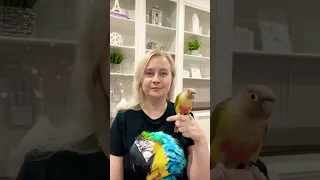 Анонс нового видео: Почему попугай висит на прутьях клетки